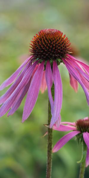 ECHINACEA purpurea 'White Swan'