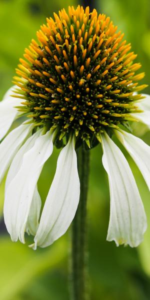 ECHINACEA purpurea 'Avalanche' 