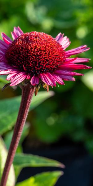 ECHINACEA purpurea 'Fatal Attraction' 