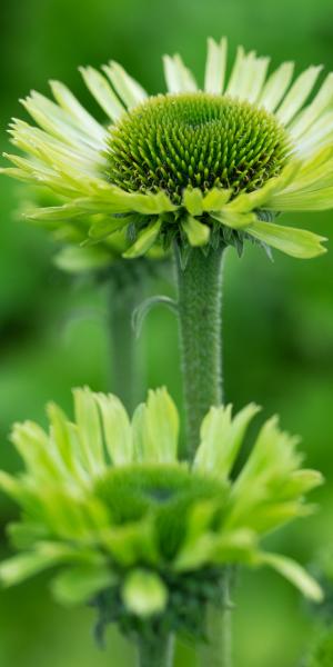 ECHINACEA purpurea 'Green Jewel'