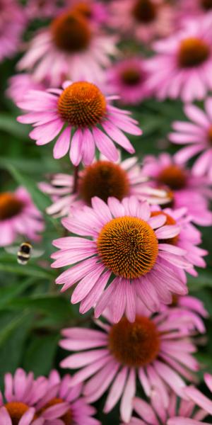 ECHINACEA purpurea 'Magnus' 