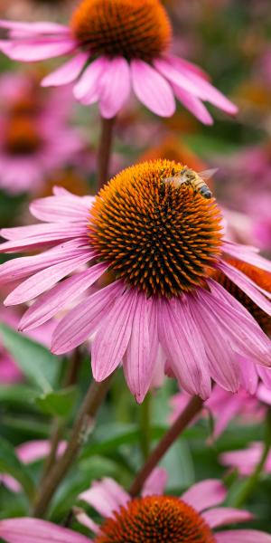 ECHINACEA purpurea 'Magnus' 