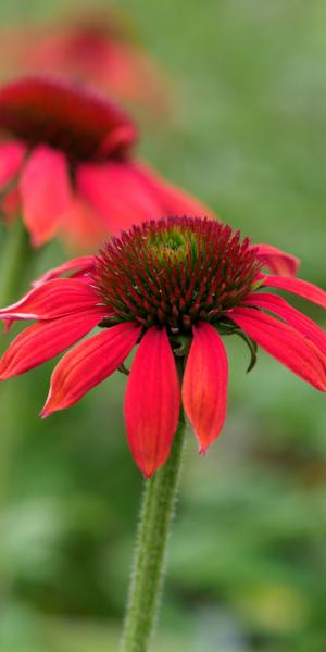 Echinacea 'Red Pearl' (Pearl Series)