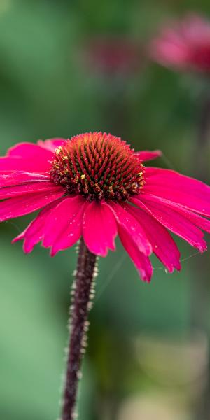 ECHINACEA purpurea 'Sensation Pink'