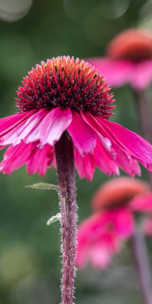 ECHINACEA purpurea 'Sensation Pink'