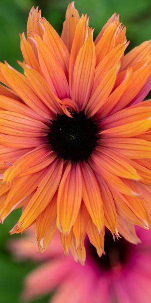 Echinacea SunSeekers Rainbow ('Ifecssra') (SunSeekers Series)