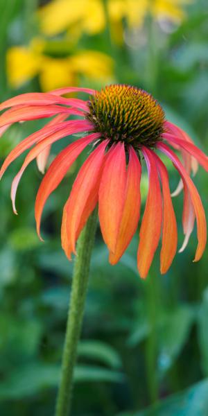 ECHINACEA 'Tomato Soup'