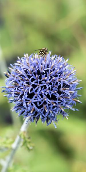 ECHINOPS bannaticus 'Taplow Blue'