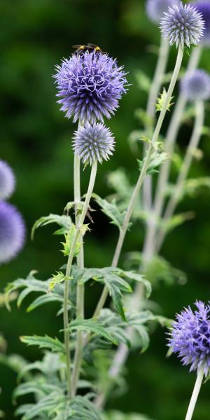 ECHINOPS ritro 'Veitch's Blue'