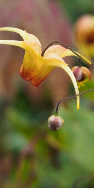 EPIMEDIUM 'Amber Queen' PBR