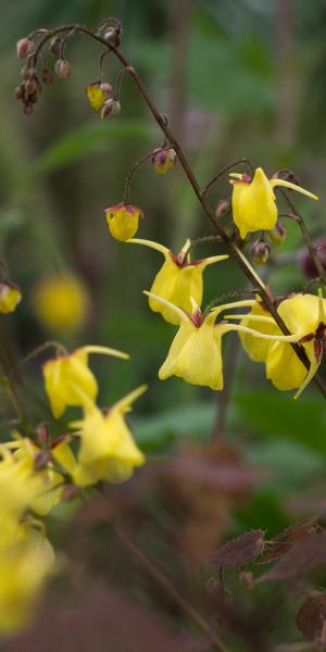 EPIMEDIUM davidii