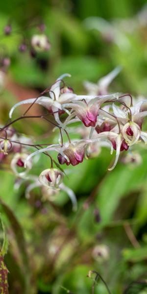 Epimedium 'Domino' AGM