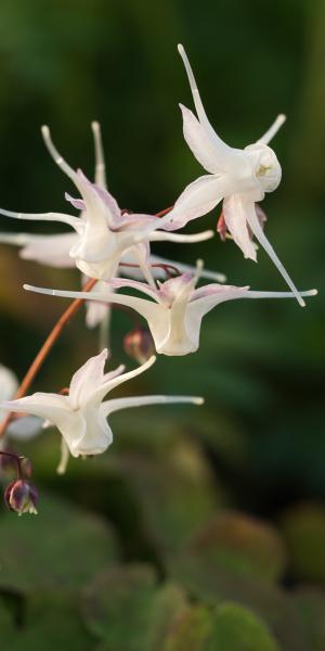 EPIMEDIUM grandiflorum 