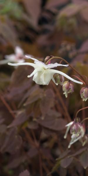 EPIMEDIUM grandiflorum 