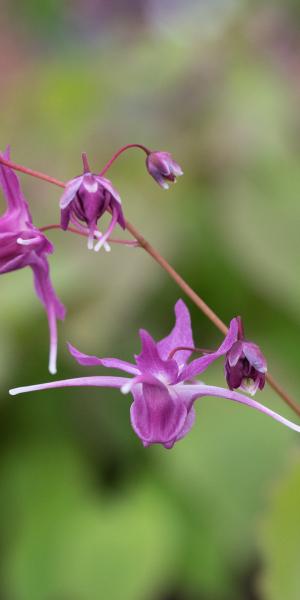 EPIMEDIUM grandiflorum 'Lilafee'