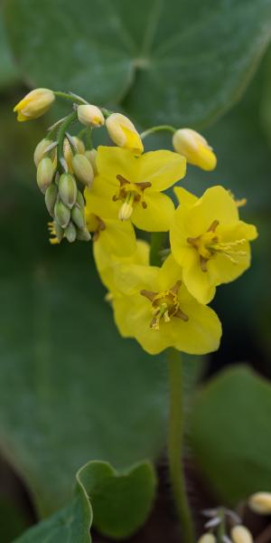 Epimedium pinnatum subsp. colchicum