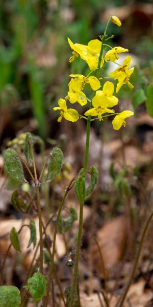 Epimedium pinnatum subsp. colchicum