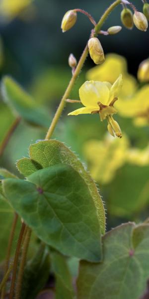 Epimedium pinnatum subsp. colchicum