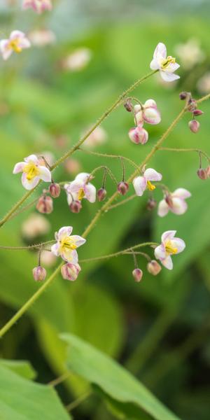 EPIMEDIUM pubigerum