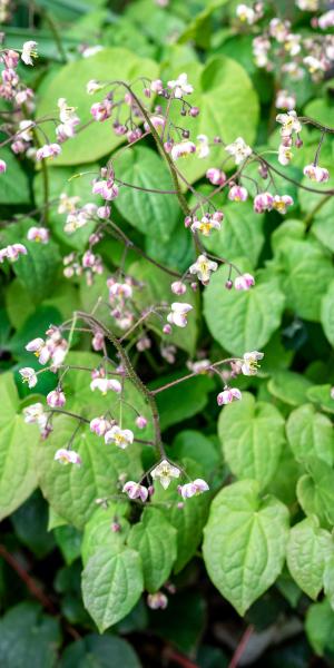 EPIMEDIUM pubigerum