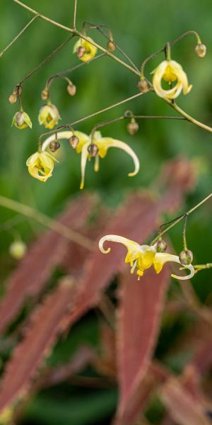 EPIMEDIUM 'Spine Tingler'