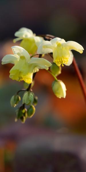 EPIMEDIUM x versicolour 'Sulphureum' 