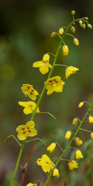 Epimedium x perralchicum 'Frohnleiten'