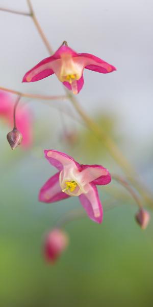 EPIMEDIUM x rubrum