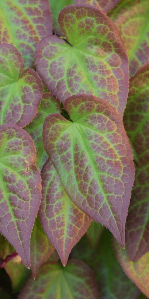 EPIMEDIUM x rubrum