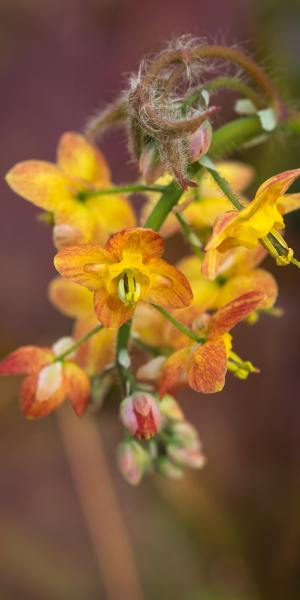 EPIMEDIUM x warleyense 'Orangekonigin'