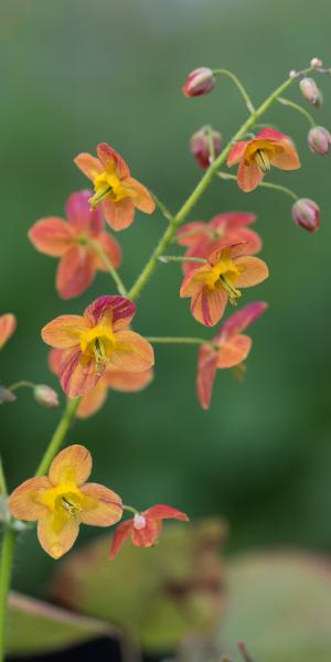 EPIMEDIUM x warleyense 'Orangekonigin'