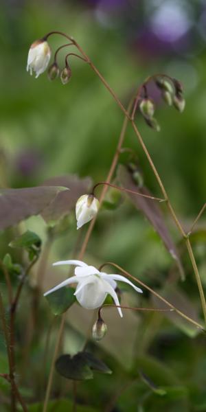 EPIMEDIUM x youngianum 'Niveum' 