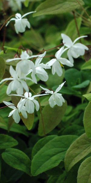 EPIMEDIUM x youngianum 'Niveum' 