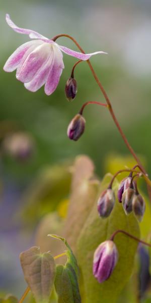 EPIMEDIUM x youngianum 'Roseum'