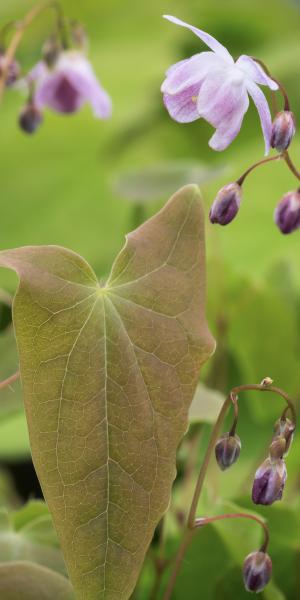 EPIMEDIUM x youngianum 'Roseum'