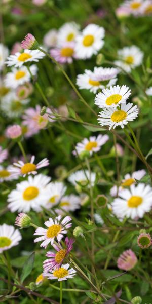 ERIGERON karvinskianus (Profusion)