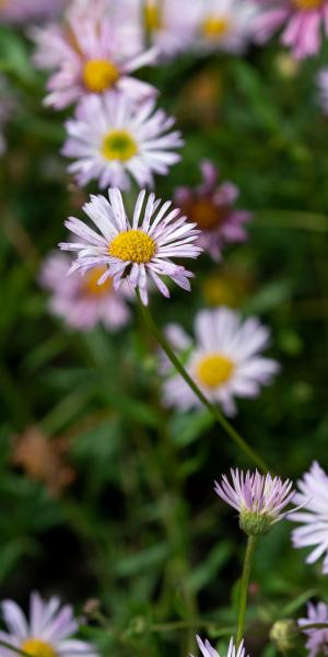 ERIGERON karvinskianus 'Lavender Lady' 