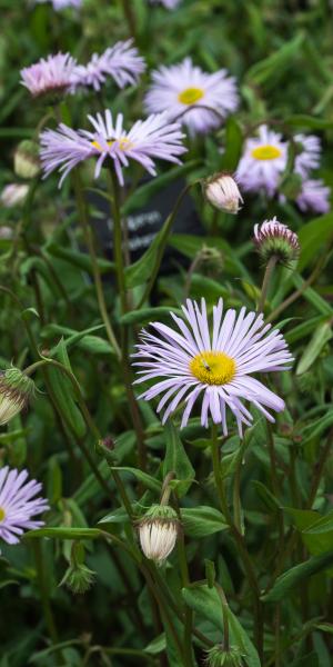 ERIGERON 'Quakeress'