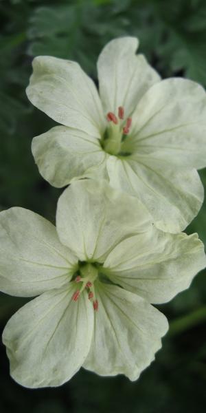 ERODIUM chrysanthum