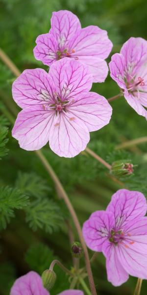 ERODIUM 'County Park'