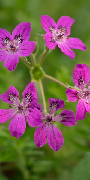 ERODIUM manescavii