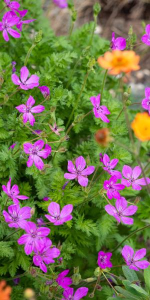 ERODIUM manescavii