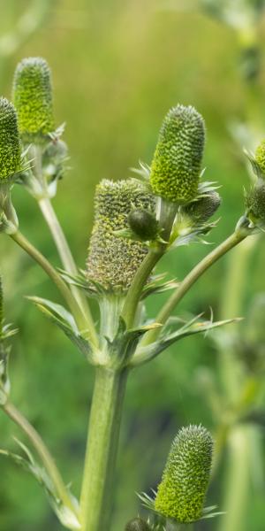 ERYNGIUM agavifolium