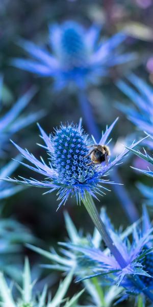 ERYNGIUM x zabelii 'Big Blue'