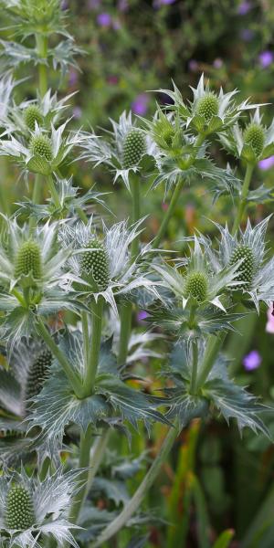 ERYNGIUM giganteum