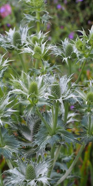 ERYNGIUM Miss Willmott's Ghost