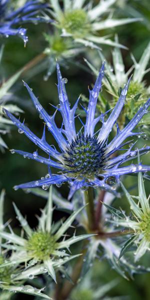 ERYNGIUM 'Lapis Blue'