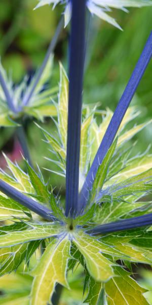 ERYNGIUM 'Neptune's Gold'