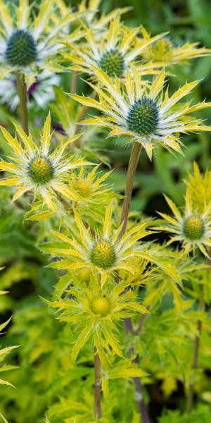 ERYNGIUM 'Neptune's Gold'