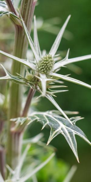 ERYNGIUM variifolium